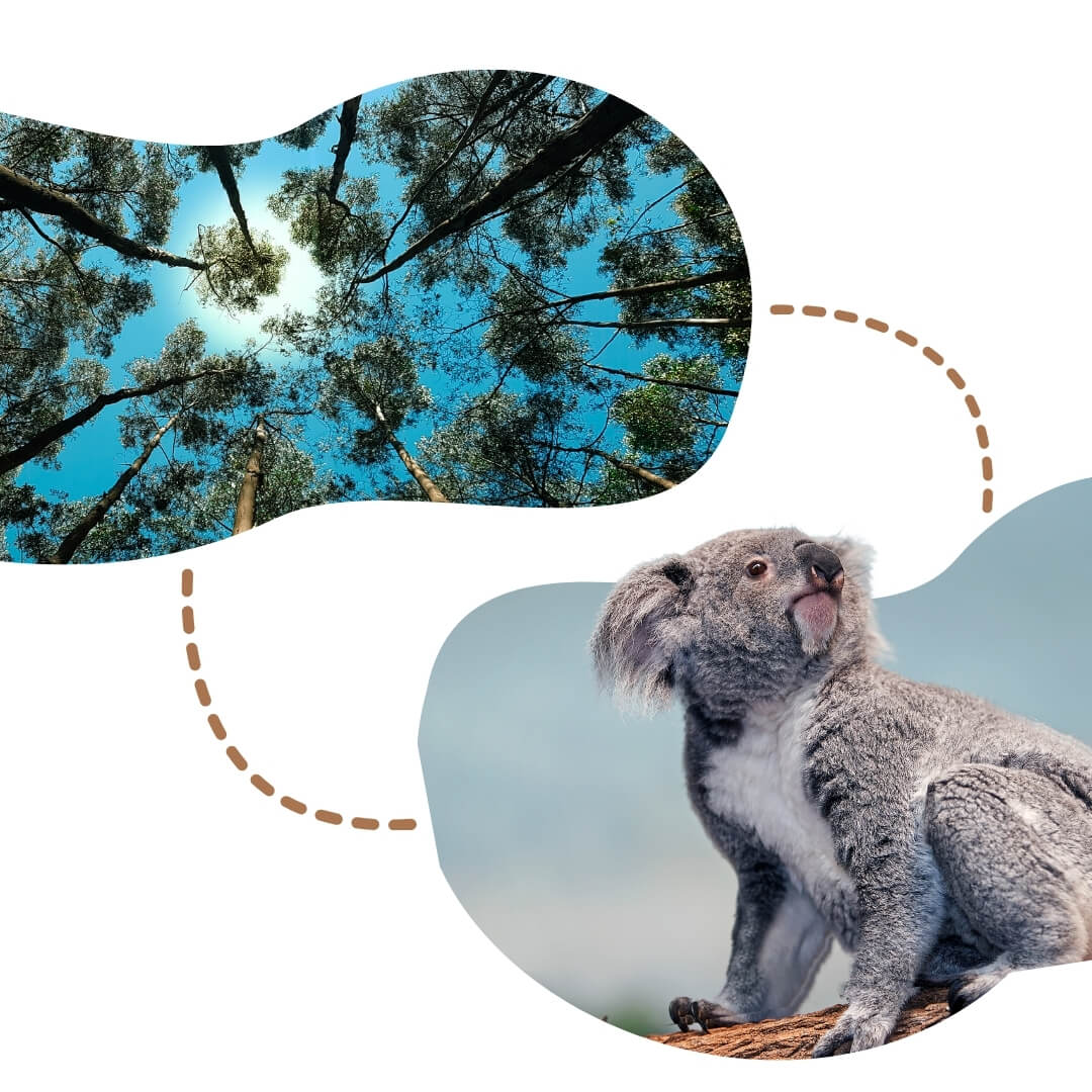 A low view of a trees and a blue sky next to a koala in the wild. 