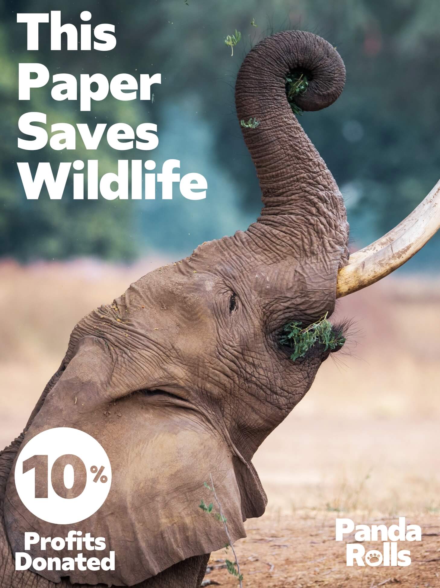 Image of a elephant in a sanctuary protected by wildlife conservation groups. Panda Rolls donated 10% of profits to wildlife conservation & protection non-profits.